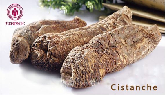 CISTANCHE CISTANCHE