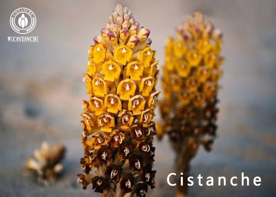 Cistanche For The Treatment Of Chronic Pharyngitis