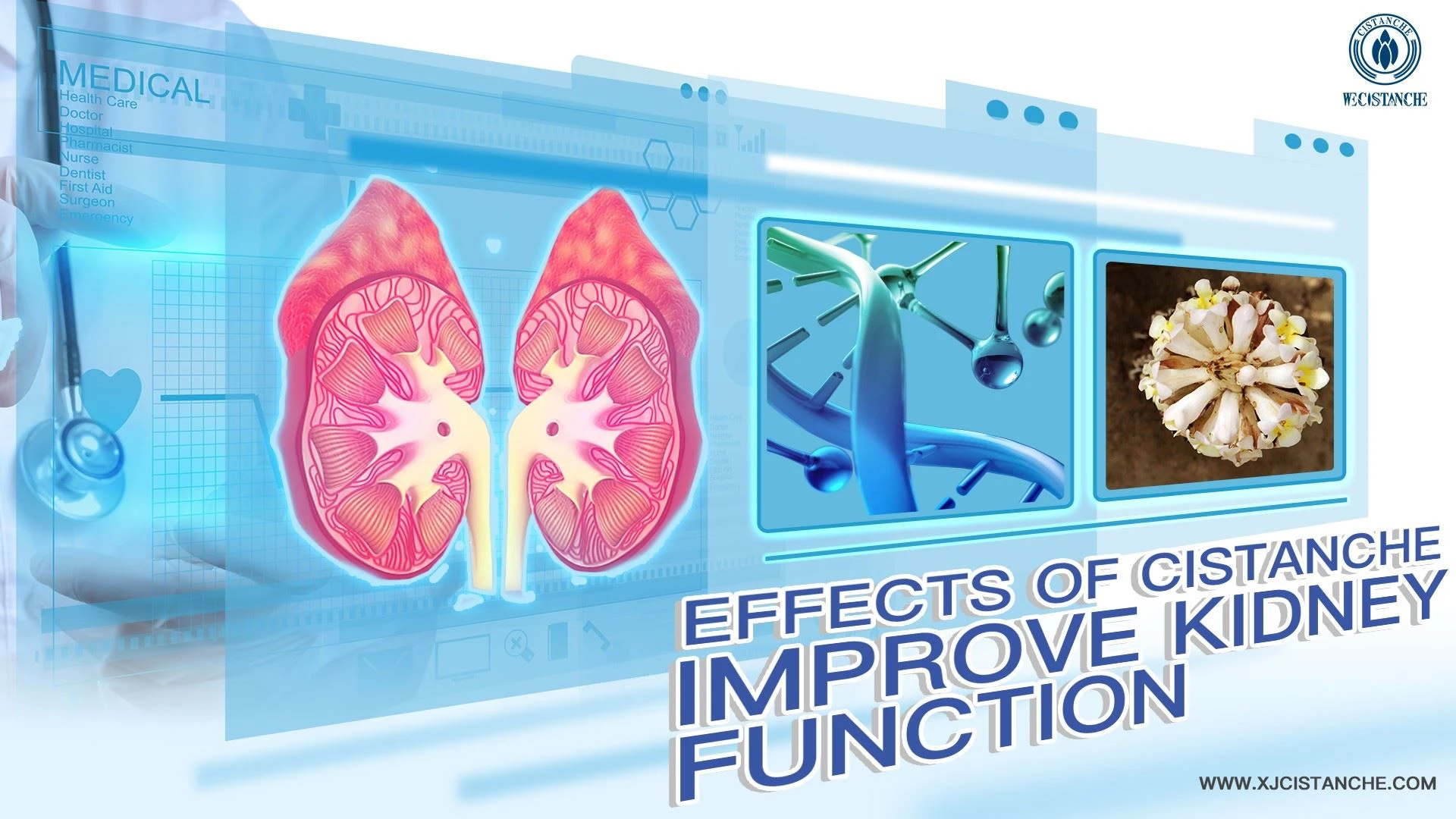 improve kidney function Cistanche improve kidney function Cistanche