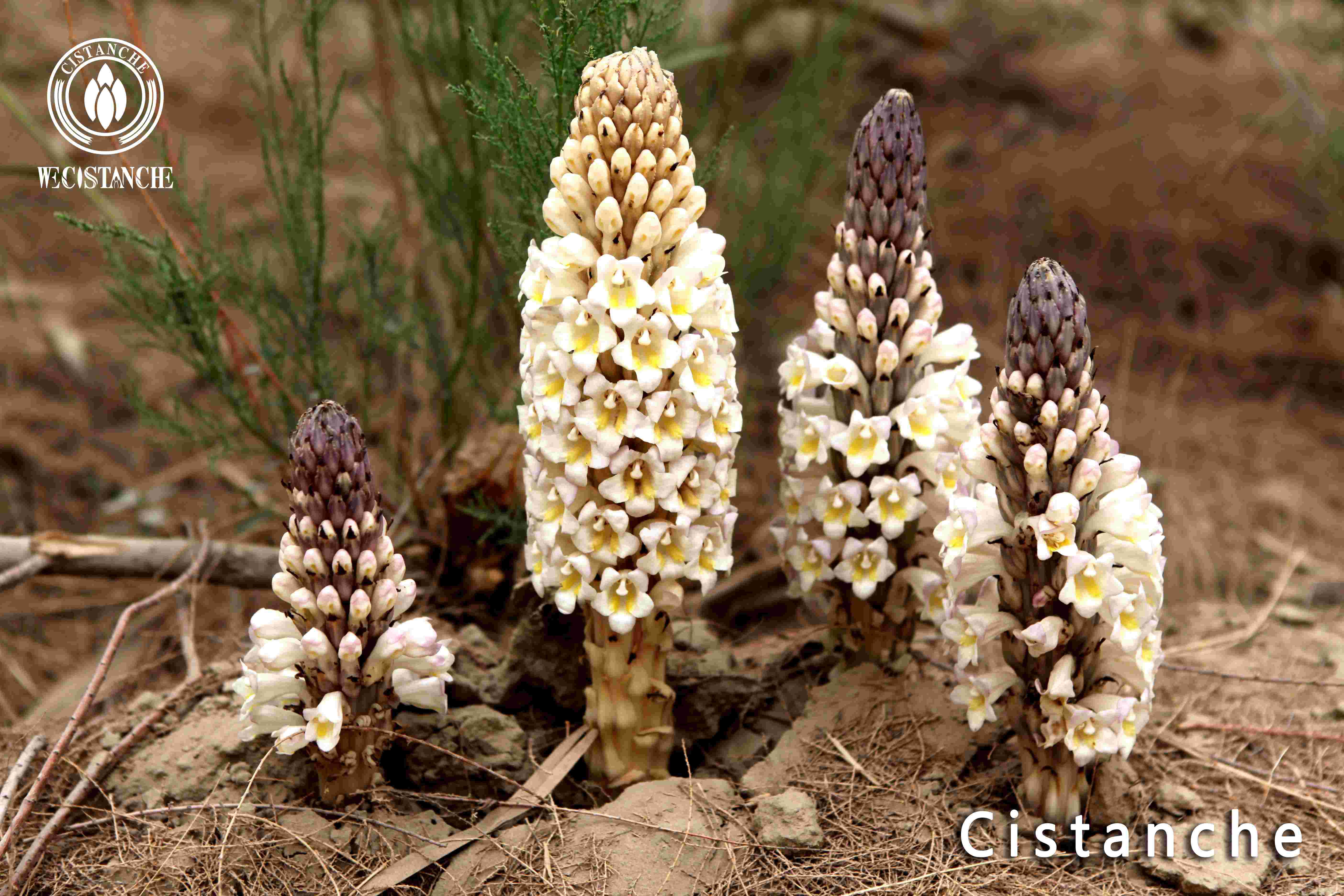 Cistanche as the name suggests is gentle and calmly Cistanche as the name suggests is gentle and calmly