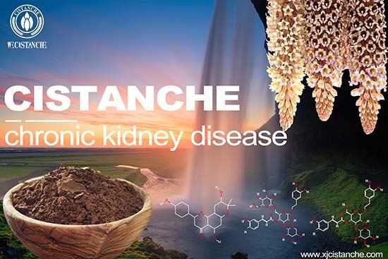 Cistanche-chronic kidney disease