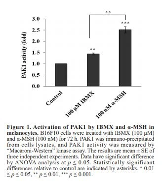 Activation of PAK1 by IBMX and α-MSH in melanocytes