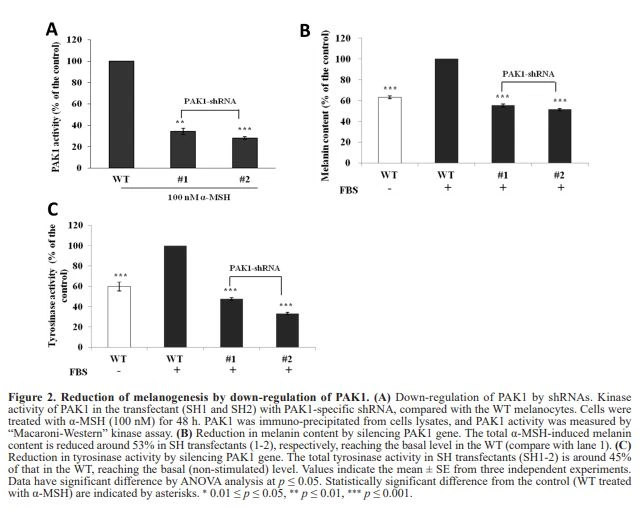 Reduction of melanogenesis by down-regulation of PAK1