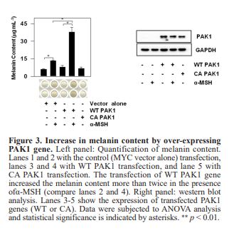 Increase in melanin content by over-expressing PAK1 gene