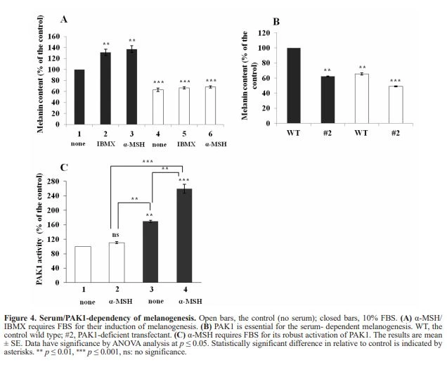 Serum/PAK1-dependency of melanogenesis