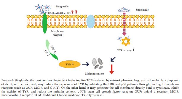 Figure 6: Sitogluside, the most common ingredient in the top five TCMs selected by network pharmacology, as small molecular compound of sterol, on the one hand, may reduce the expression of TYR by inhibiting the ERK and p38 pathway through binding to membrane receptors (such as OUR, MC1R, and C-KIT)