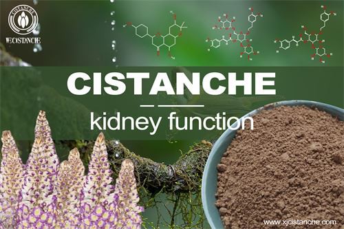 cistanche extract improves kidney function