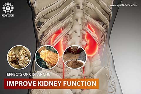 Cistanche can treat kidney injury Cistanche can treat kidney injury