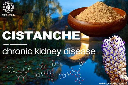 Cistanche treat chronic kidney disease