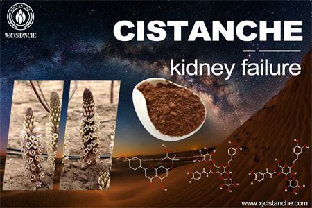 cistanche-kidney failure-3(45)