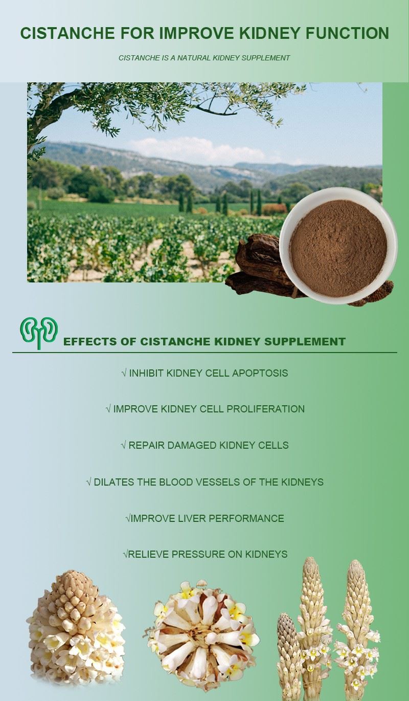 Cistanche-Extract-for-Improve-Kidney-Function