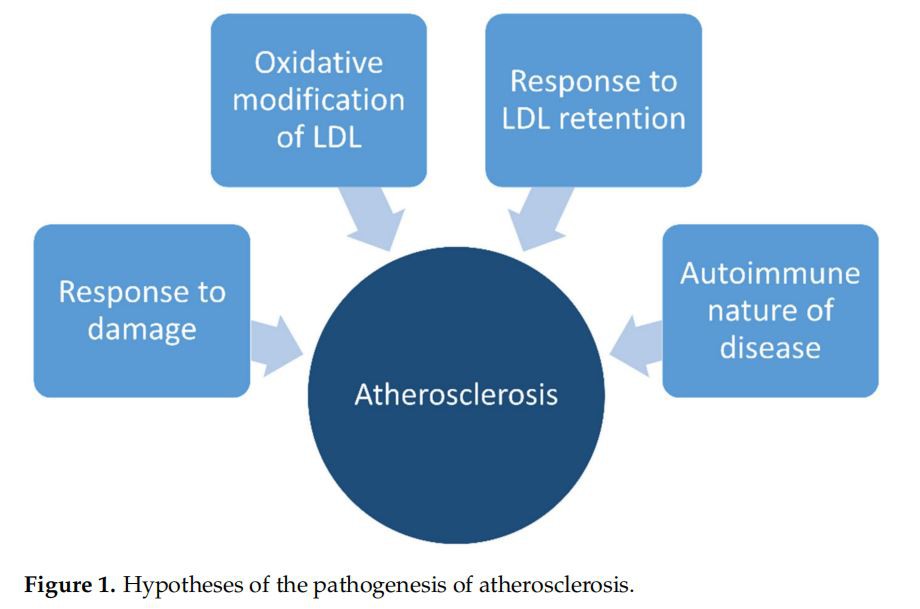 Hypotheses of the pathogenesis of atherosclerosis.