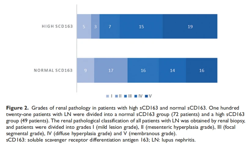 Grades of renal pathology in patients with high sCD163 and normal sCD163. One hundred twenty-one patients with LN were divided into a normal sCD163 group (72 patients) and a high sCD163 group (49 patients). The renal pathological classification of all patients with LN was obtained by renal biopsy, and patients were divided into grades I (mild lesion grade), II (mesenteric hyperplasia grade), III (focal segmental grade), IV (diffuse hyperplasia grade) and V (membranous grade). sCD163: soluble scavenger receptor differentiation antigen 163; LN: lupus nephritis.