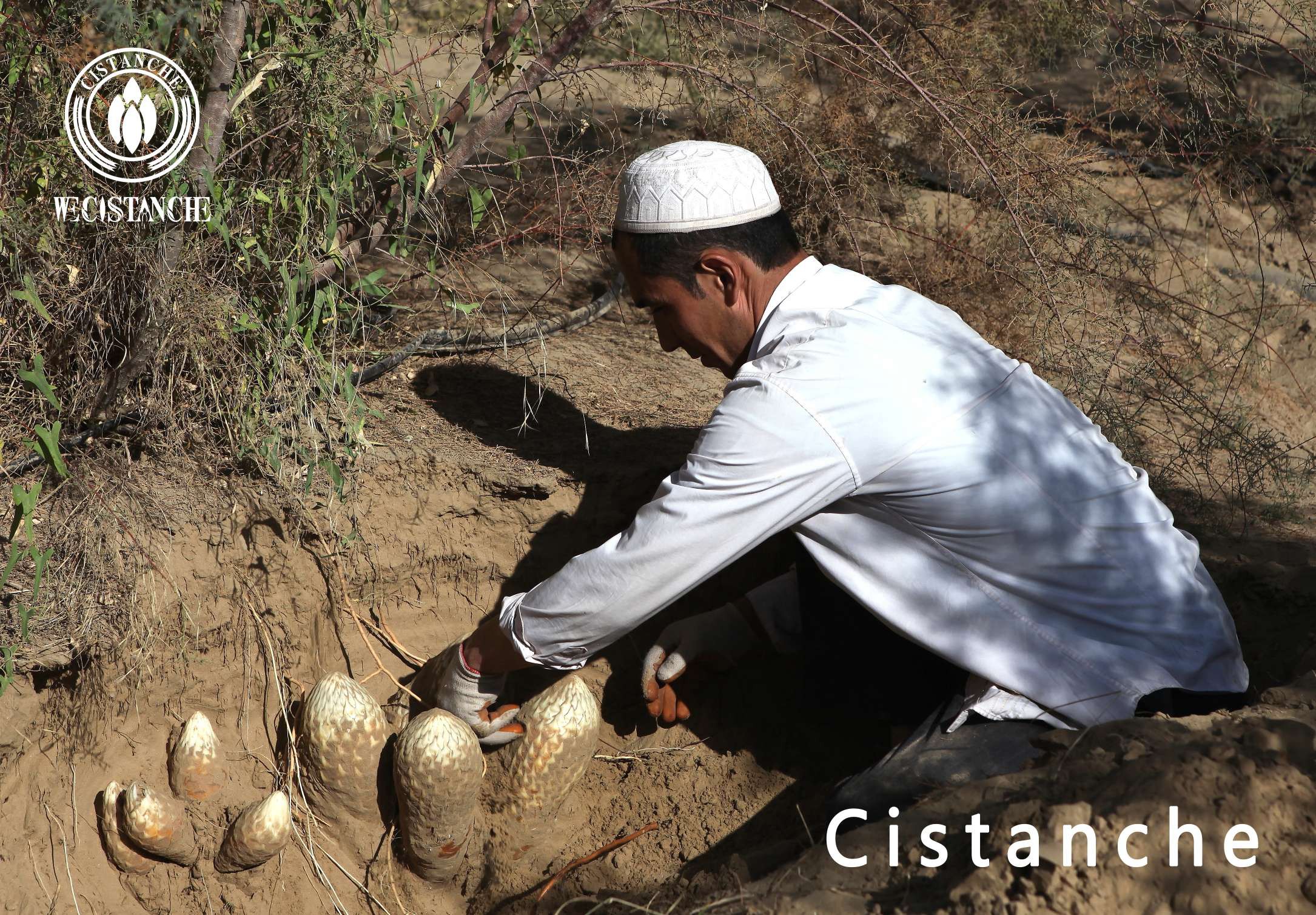cistanche tubulosa in chinese