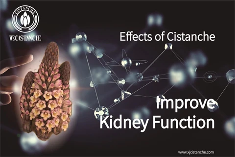 cistanche tubulosa:improve kidney function cistanche tubulosa:improve kidney function