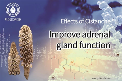 effects of cistanche：cistanche nootropics