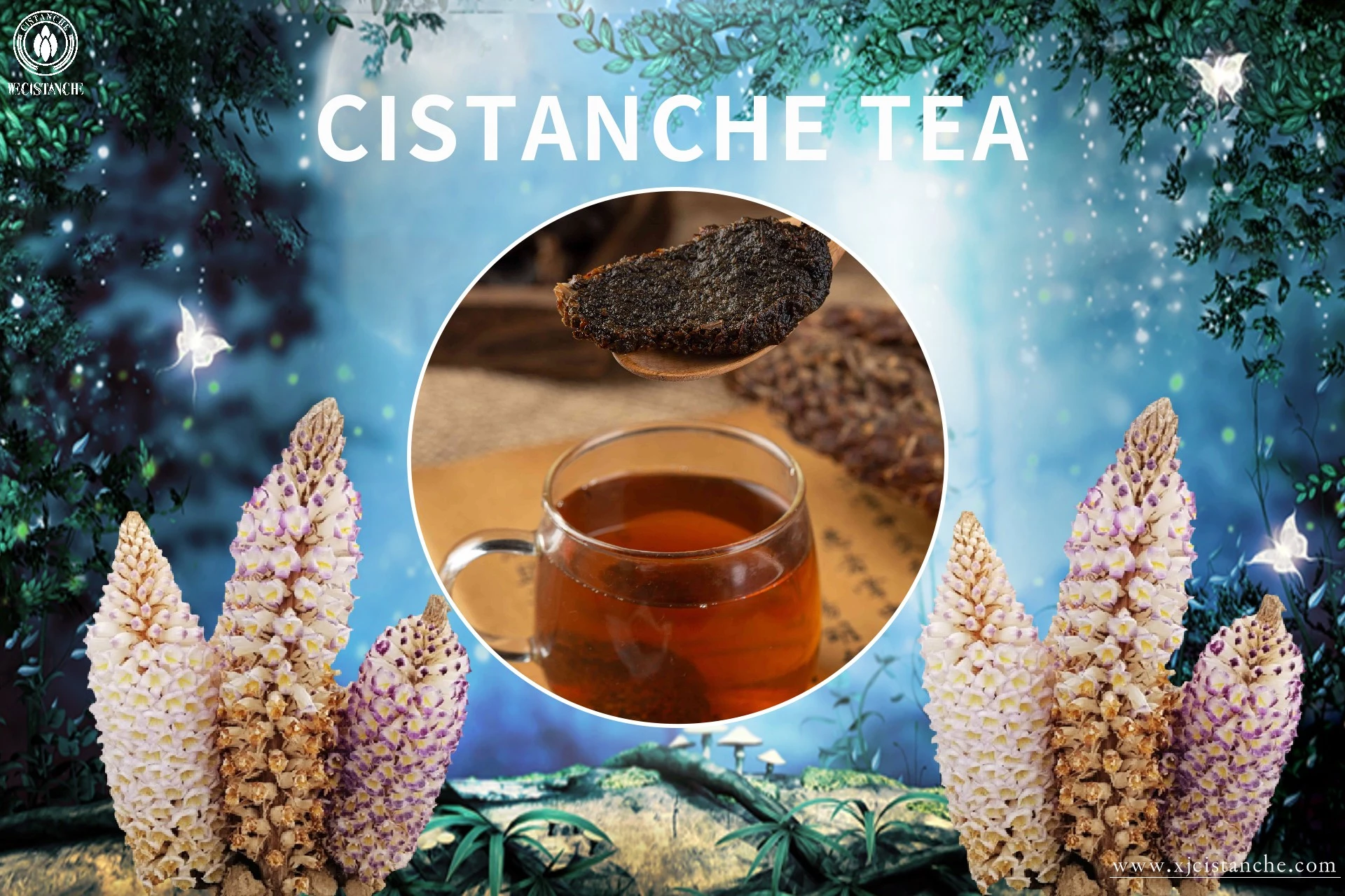 the best cistanche tea the best cistanche tea