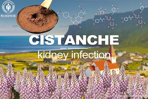 cistanche type 2 diabetes