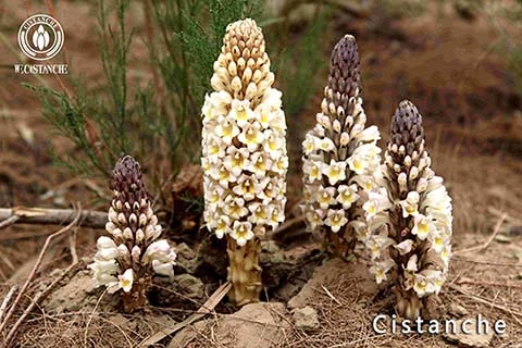 Cistanche for skincare
