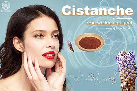 Cistanche for skincare
