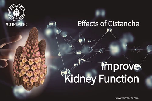 cistanche stem benefits cistanche stem benefits