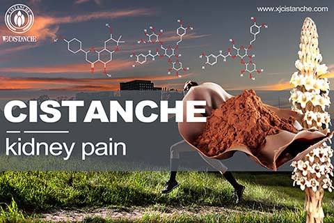 cistanche-kidney stone cistanche-kidney stone