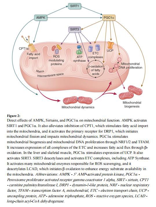 cistanche tubulosa adalah