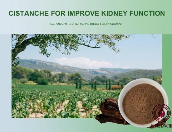 cistanche root supplement