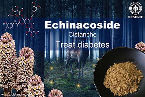  PHENYLETHANOID GLYCOSIDES HERBAL