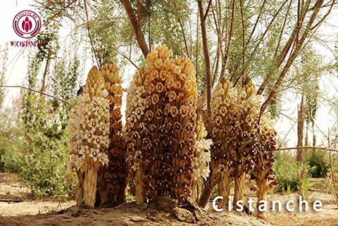  PHENYLETHANOID GLYCOSIDES HERBAL