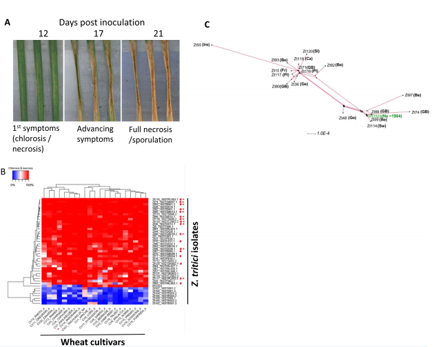 Fig. 1 Virulence assessments of the European isolate collection against a range of hexaploid (bread) wheat cultivars. A Typical disease progression time course illustrating the parameters assessed in the screen, including the time taken to the appearance of first visible symptoms and for full leaf necrosis to appear in the inoculated area. The figure shows the infection of wheat cultivar Riband by Z. tritici isolate IPO323. B Virulence profile of the isolates vs the cultivar panel based on levels of leaf necrosis and chlorosis. Measurements were taken by both visual assessments and by using the LemnaTec, and LemnaGrid image analysis software with comparable final results. Isolates were ranked and clustered based on virulence data. Z. tritici isolates highlighted by # were genome sequenced to construct a pangenome. Isolates highlighted by + were also analyzed by RNAseq transcriptomics. Wheat cultivar Panorama (highlighted by X) was determined to be equally and fully susceptible to most isolates and was selected as the host genotype for the leaf infection RNAseq. Note the low virulence data for the outgroup of seven isolates against all cultivars is likely to result from these isolates being adapted to causing disease on tetraploid wheat (Durum or Pasta). All data is representative of three infected leaves analyzed/interacted with from two biological replicate experiments (6 leaves in total). C SplitsTree analysis of the molecular phylogeny of isolates selected for genomic sequencing. The country of origin of isolates is shown in the abbreviation (Pl = Poland; GB = Great Britain; Be = Belgium; Cz = Czech Republic; Ge = Germany; Sw = Sweden; Fr = France; Sl = Slovakia; Ir = Ireland). The reference isolate, IPO323 collected ~1984 from the Netherlands (Ne) is also represented