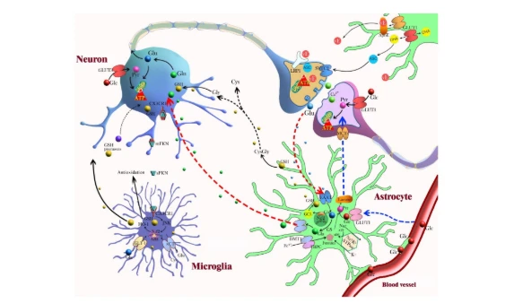 improving brain function improving brain function