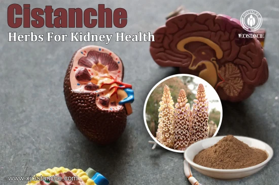 cistanche benefits for kidney function
